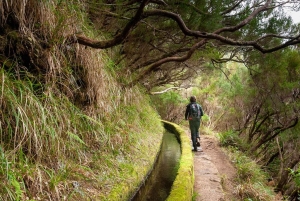 Madeira: Levada Privada com um guia local