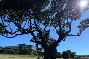 Madeira: tour panoramico privato per un massimo di 6 persone