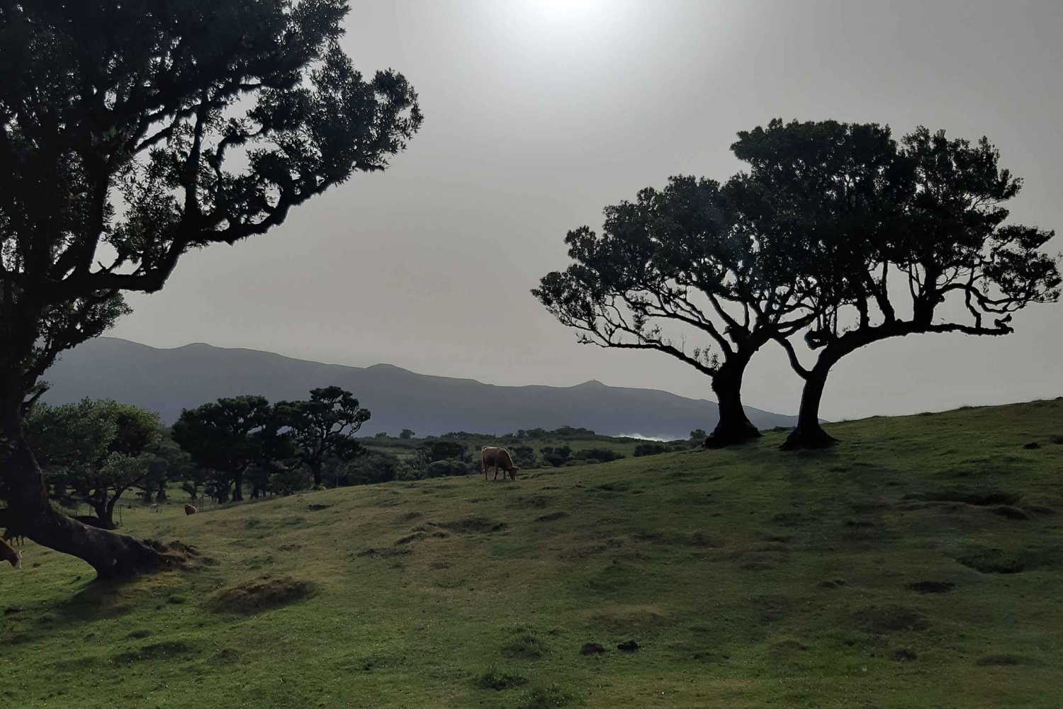 Madeira: Privat omvisning i Fanal-skogen