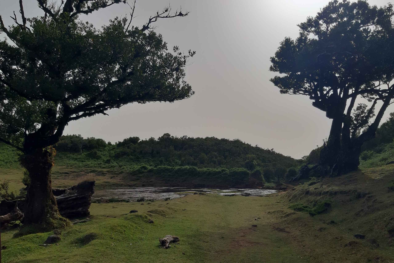 Madeira: Privat omvisning i Fanal-skogen