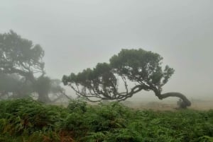 Madeira: Private Tour of Fanal Forest