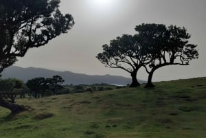 Madeira: Private Tour of Fanal Forest