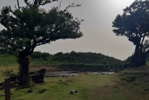 Madeira: Private Tour of Fanal Forest