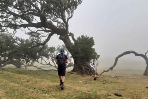 Madeira: Private Tour of Fanal Forest