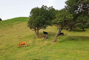 Madeira: Private Tour of Fanal Forest