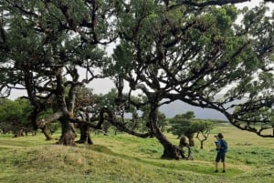 Madeira: Private Tour of Fanal Forest