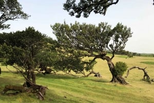 Madeira: Private Tour of Fanal Forest