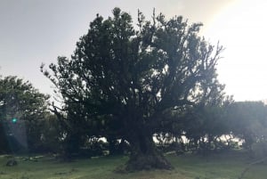 Madeira: Private Tour of Fanal Forest