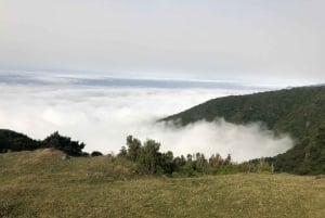 Madeira: Private Tour of Fanal Forest