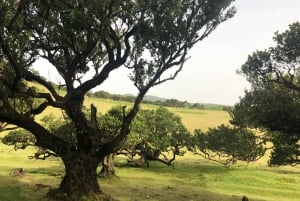 Madeira: Private Tour of Fanal Forest