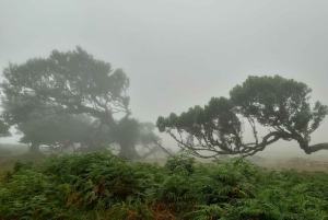 Madeira: Privat omvisning i Fanal-skogen