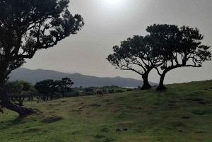 Madeira: Privat omvisning i Fanal-skogen