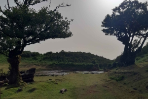 Madeira: Privat omvisning i Fanal-skogen