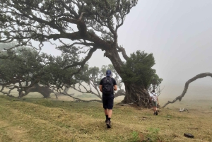 Madeira: Privat omvisning i Fanal-skogen