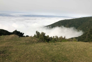 Madeira: Privat omvisning i Fanal-skogen