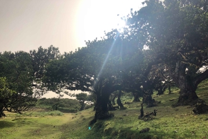 Madeira: Privat omvisning i Fanal-skogen