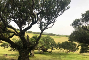 Madeira: Privat omvisning i Fanal-skogen
