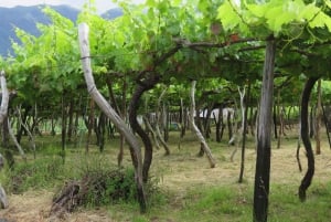 Madeira : Private wine experience by 4WD