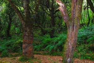 Madeira: Queimadas, Caldeirão Verde and Levada Walk