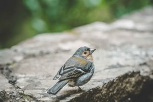 Madeira: Rabaçal Valley and the 25 Fountains Hike