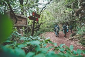 Madeira: Rabaçal Valley and the 25 Fountains Hike