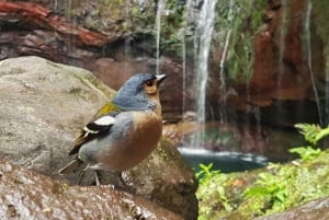 Madeira: Rabaçal Valley and the 25 Fountains Hike