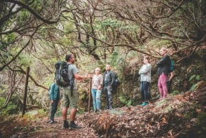 Madeira: Rabaçal Valley and the 25 Fountains Hike