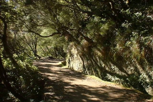 Madeira: Paseo guiado de 3 horas por los Valles del Rabaçal