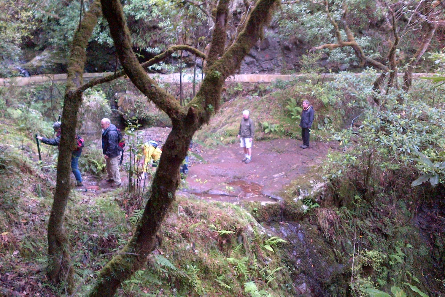 Madeira: Passeggiata guidata di 4 ore da Ribeiro Frio a Portela