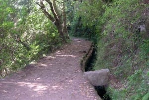 Madeira: Ribeiro Frio to Portela 4-Hour Guided Walk