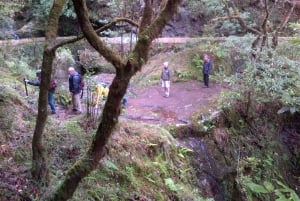 Madeira: Ribeiro Frio to Portela 4-Hour Guided Walk