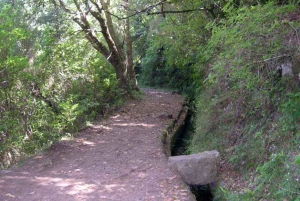 Madeira: Passeggiata guidata di 4 ore da Ribeiro Frio a Portela