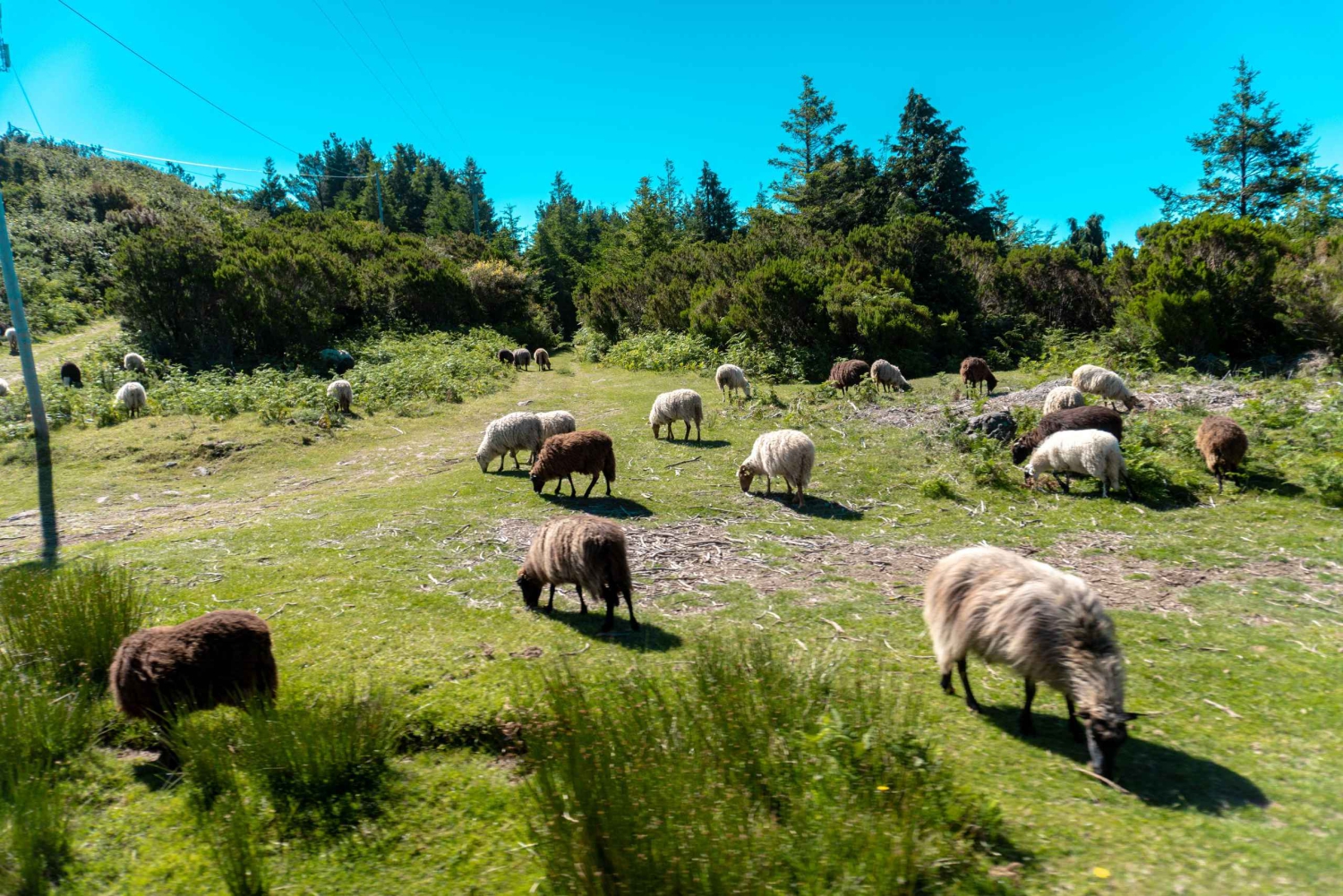 Madeira: safari en jeep por Santana y ruta de senderismo por la levada de Balhões