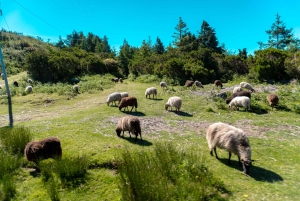 Madeira: safari en jeep por Santana y ruta de senderismo por la levada de Balhões