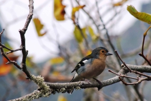 Madeira: safari en jeep por Santana y ruta de senderismo por la levada de Balhões