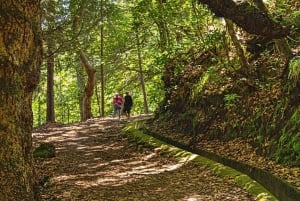 Madeira: Santana Jeep Safari and Levada Tour