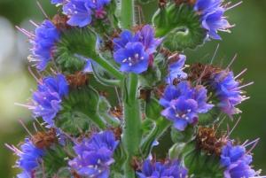 Madeira : Santana & Peaks heldagstur med åpen 4x4