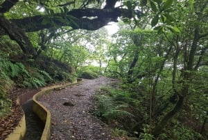 Madeira: Levada Santo da Serra - Passeio Privado Ribeiro Frio