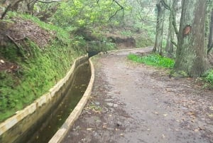 Madeira: Levada Santo da Serra - Passeio Privado Ribeiro Frio