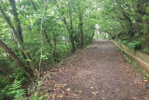 Madeira: Levada Santo da Serra - Passeio Privado Ribeiro Frio