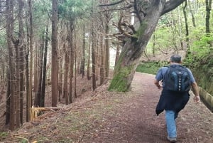 Madeira: Levada Santo da Serra - Passeio Privado Ribeiro Frio