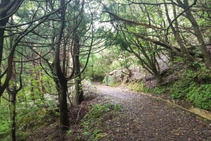 Madeira: Levada Santo da Serra - Ribeiro Frio privat gåtur