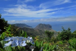 Madeira : Santo de Serra Local Farmers' Market half day trip