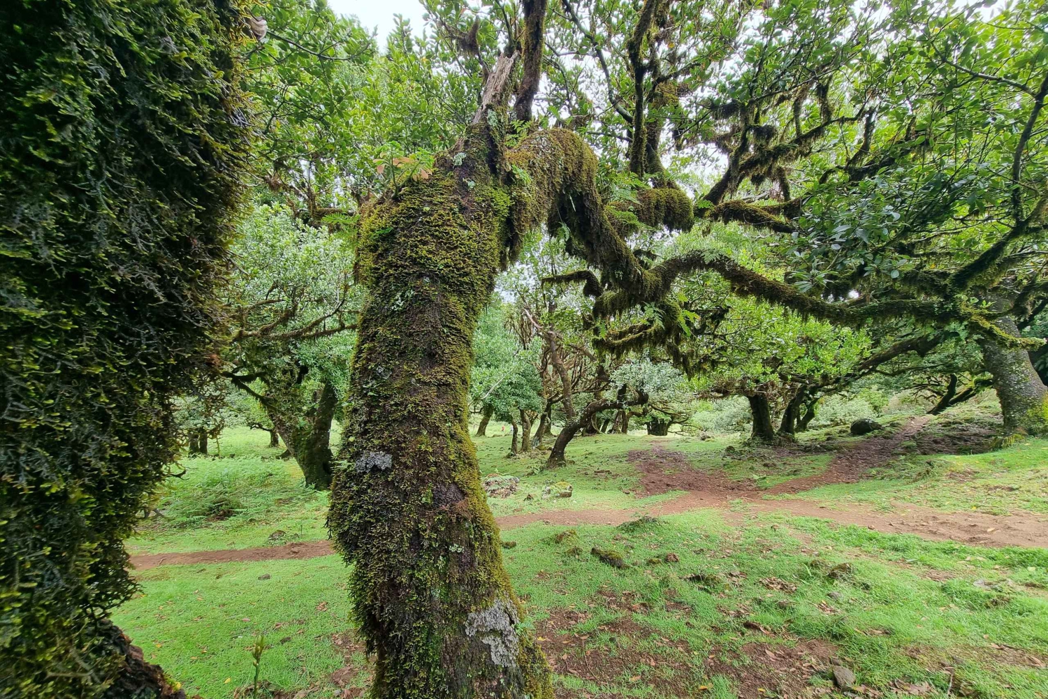 Madeira: SkyWalk, Fanal, naturliga pooler 4x4 Jeeptur