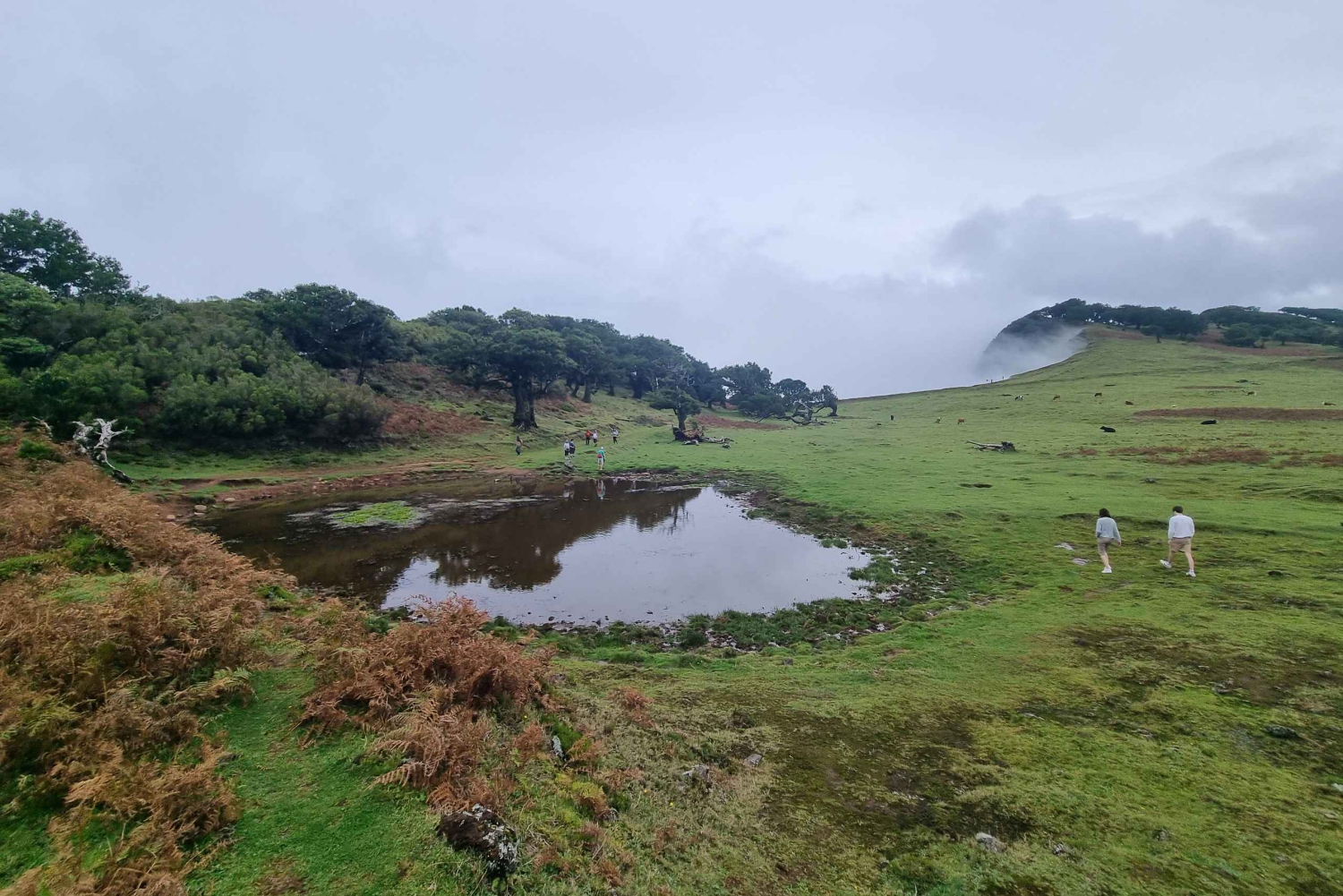 Madeira: SkyWalk, Fanal, naturliga pooler 4x4 Jeeptur