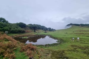 Madeira : SkyWalk, Fanal, Natural Pools 4x4 Jeep Tour