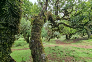 Madeira: SkyWalk, Fanal, naturliga pooler 4x4 Jeeptur