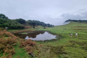 Madeira: SkyWalk, Fanal, naturliga pooler 4x4 Jeeptur