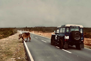 Madeira: Sør-Madeira: Privat 4x4-tur med henting