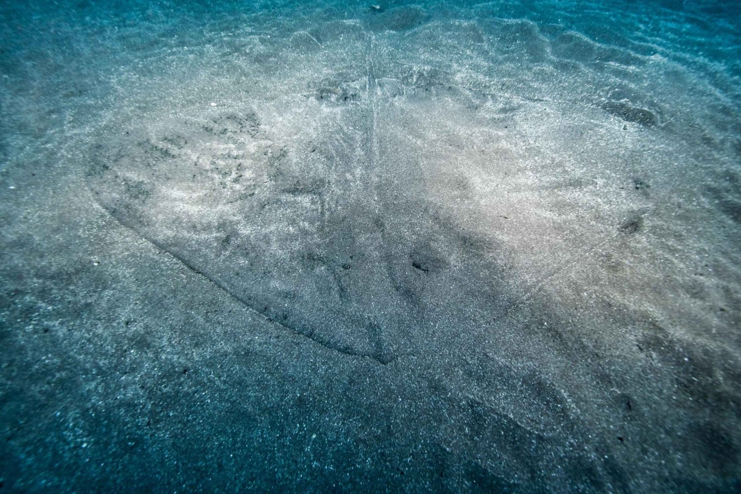 Madeira: Dykking med piggrokker i Caniçal